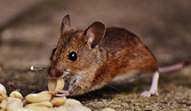 24 Hour & Emergency Exterminators in Rye Beach, NH